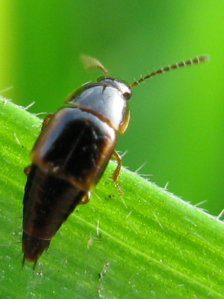 Stafilinide: Tachinus cf. laticollis